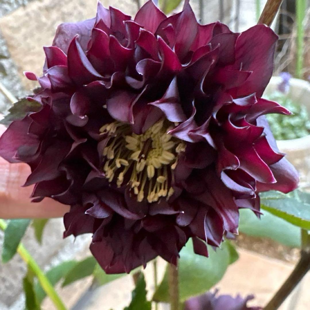 クリスマスローズクレオパトラ