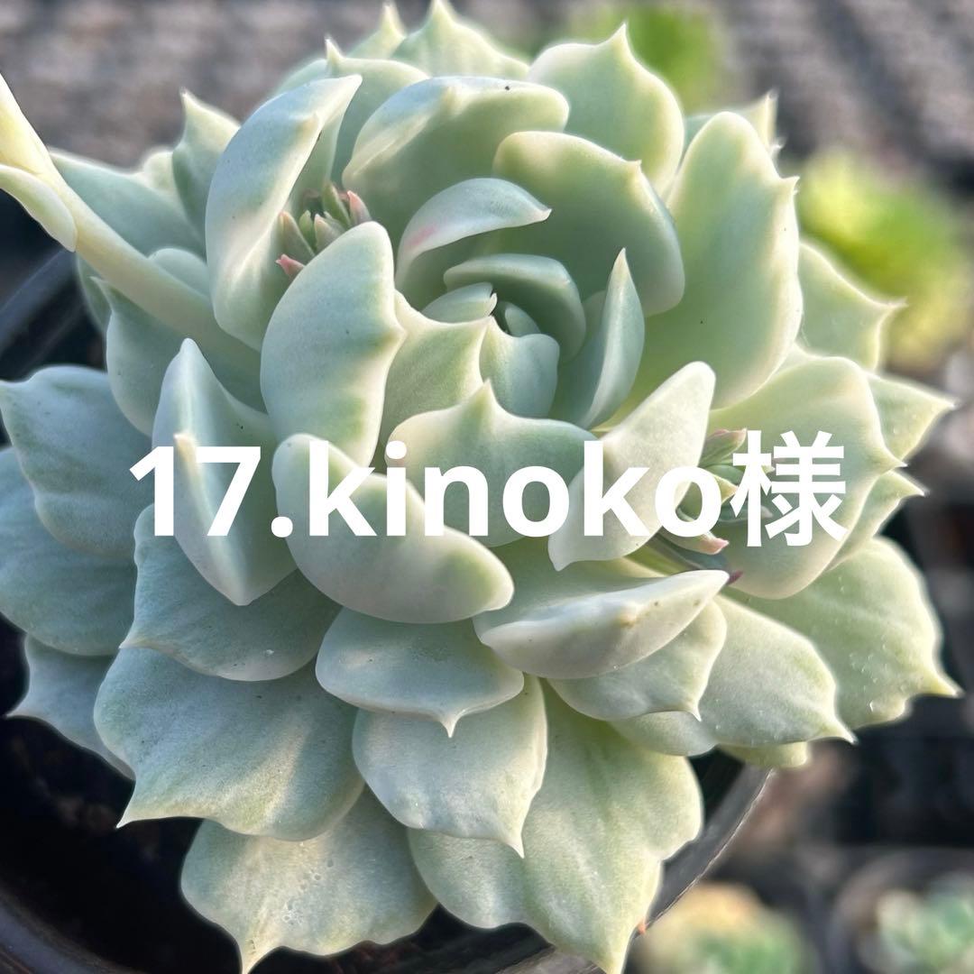17.kinoko様