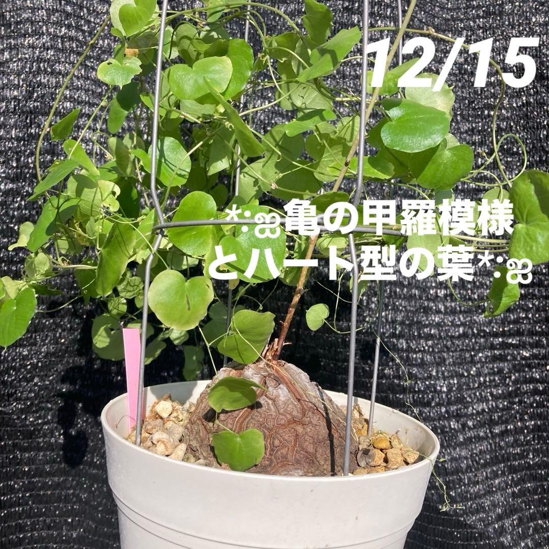 ①【ディオスコレア　エレファンティペス　アフリカキッコウリュウ（亀甲竜 ）】５号