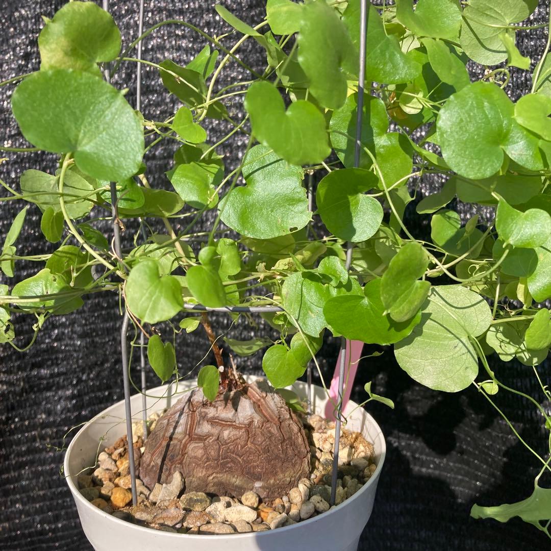 ①【ディオスコレア　エレファンティペス　アフリカキッコウリュウ（亀甲竜 ）】５号