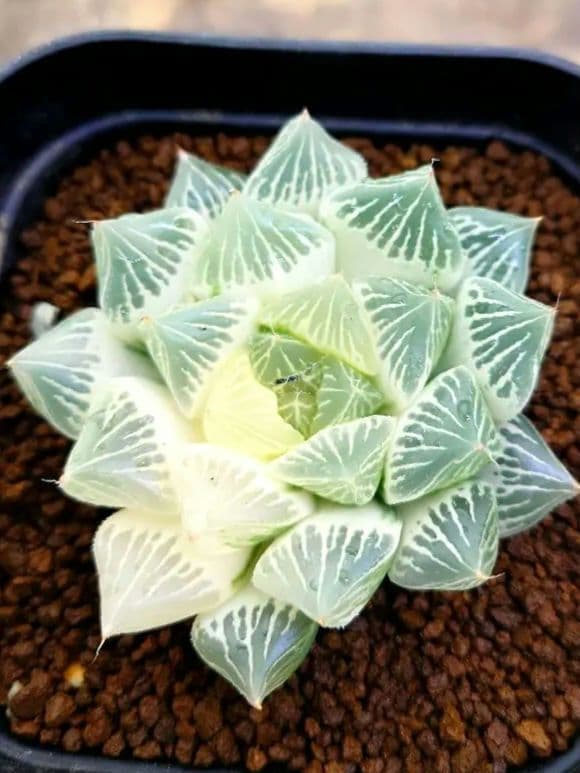 【白蛇伝】白蛇伝　極上株！　親株サイズ