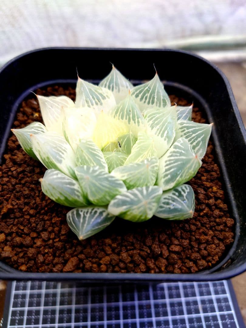 【白蛇伝】白蛇伝　極上株！　親株サイズ