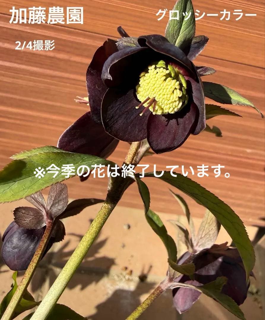 【未株分】加藤農園 クリスマスローズ シングル グロッシーカラー