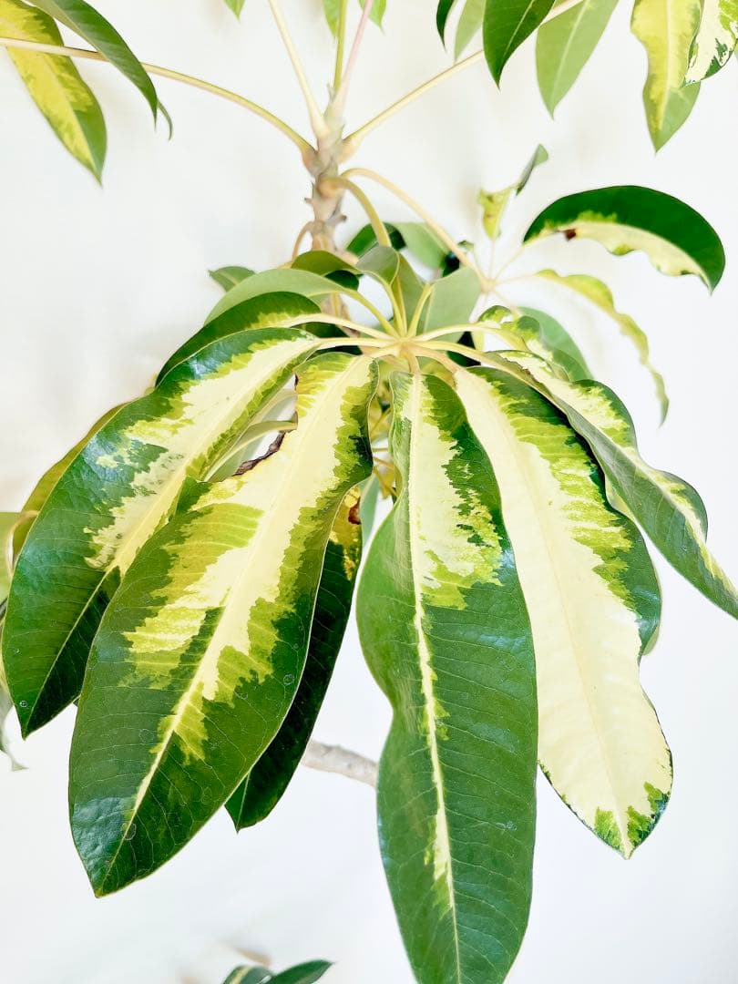 斑入りツピタンサス ゴールデンキング XLサイズ 曲がり 幹太 calmcafe