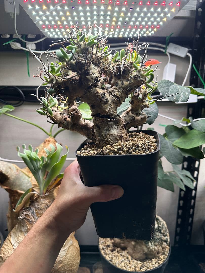 コレクション株 チレコドン 万物想 レティキュラータス※鉢ごと発送