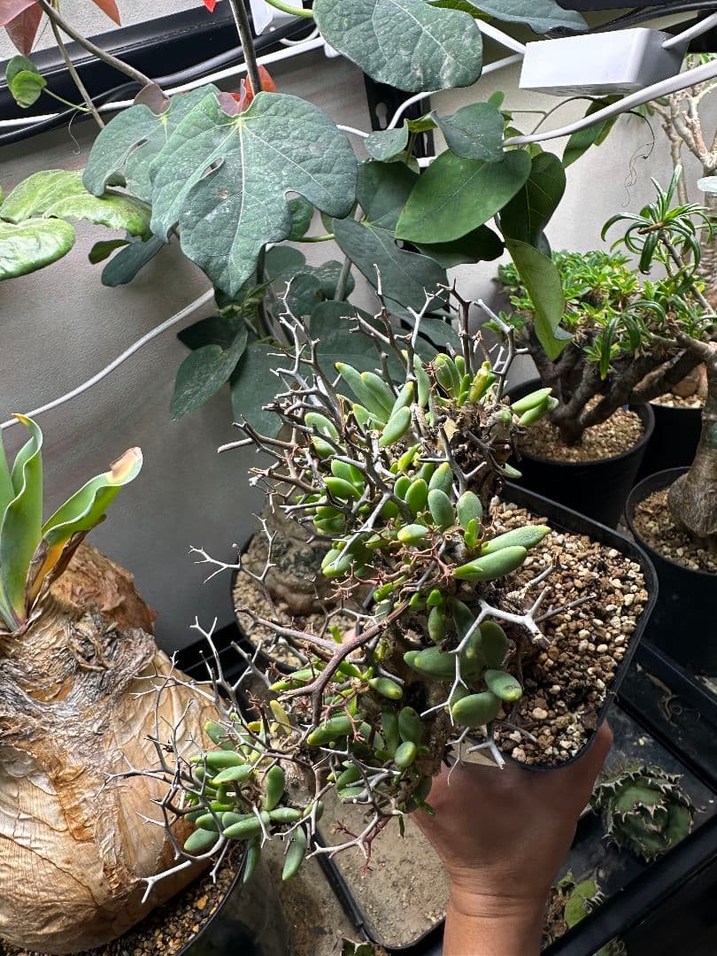 コレクション株 チレコドン 万物想 レティキュラータス※鉢ごと発送