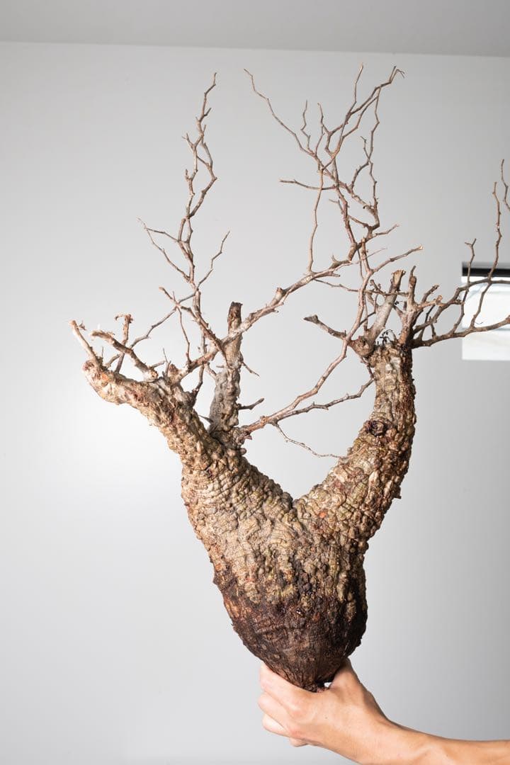 PP74 オペルクリカリア パキプス ベアルート株