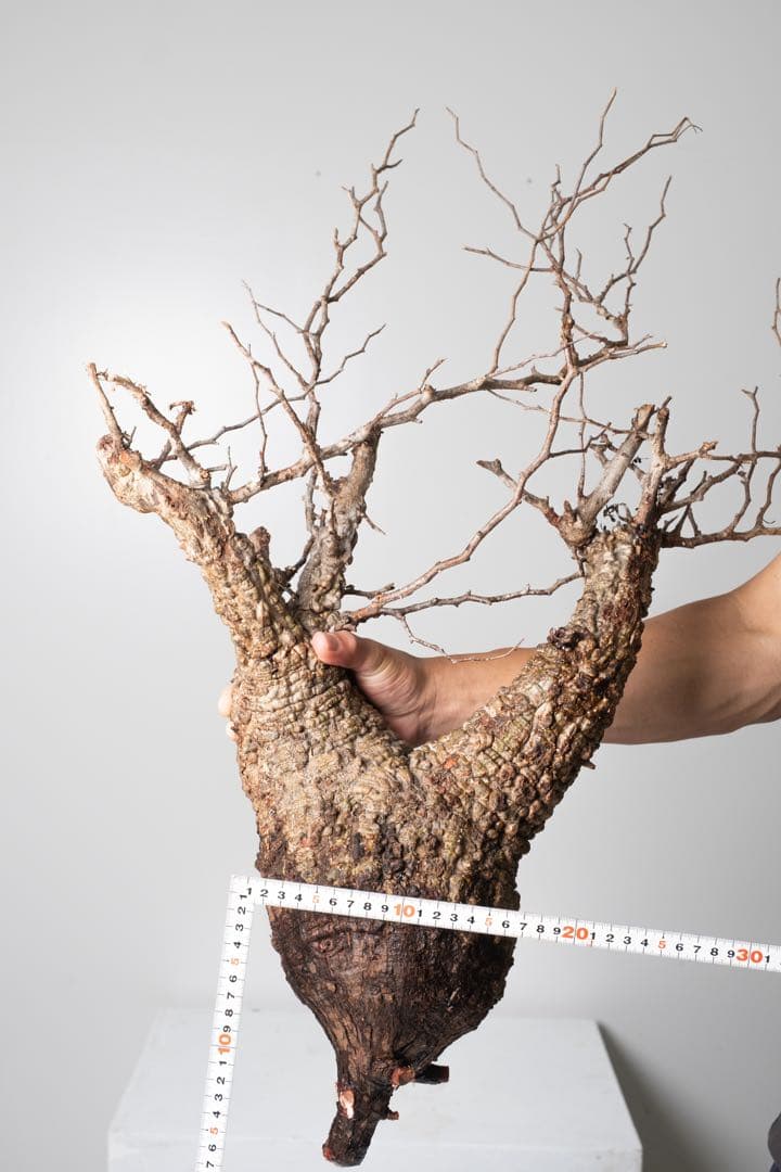 PP74 オペルクリカリア パキプス ベアルート株