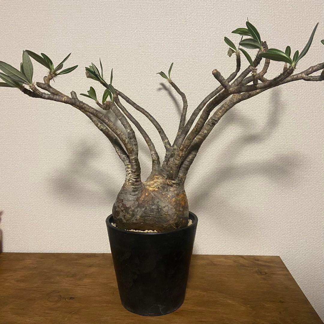 パキポディウム　グラキリス　現地球　発根済