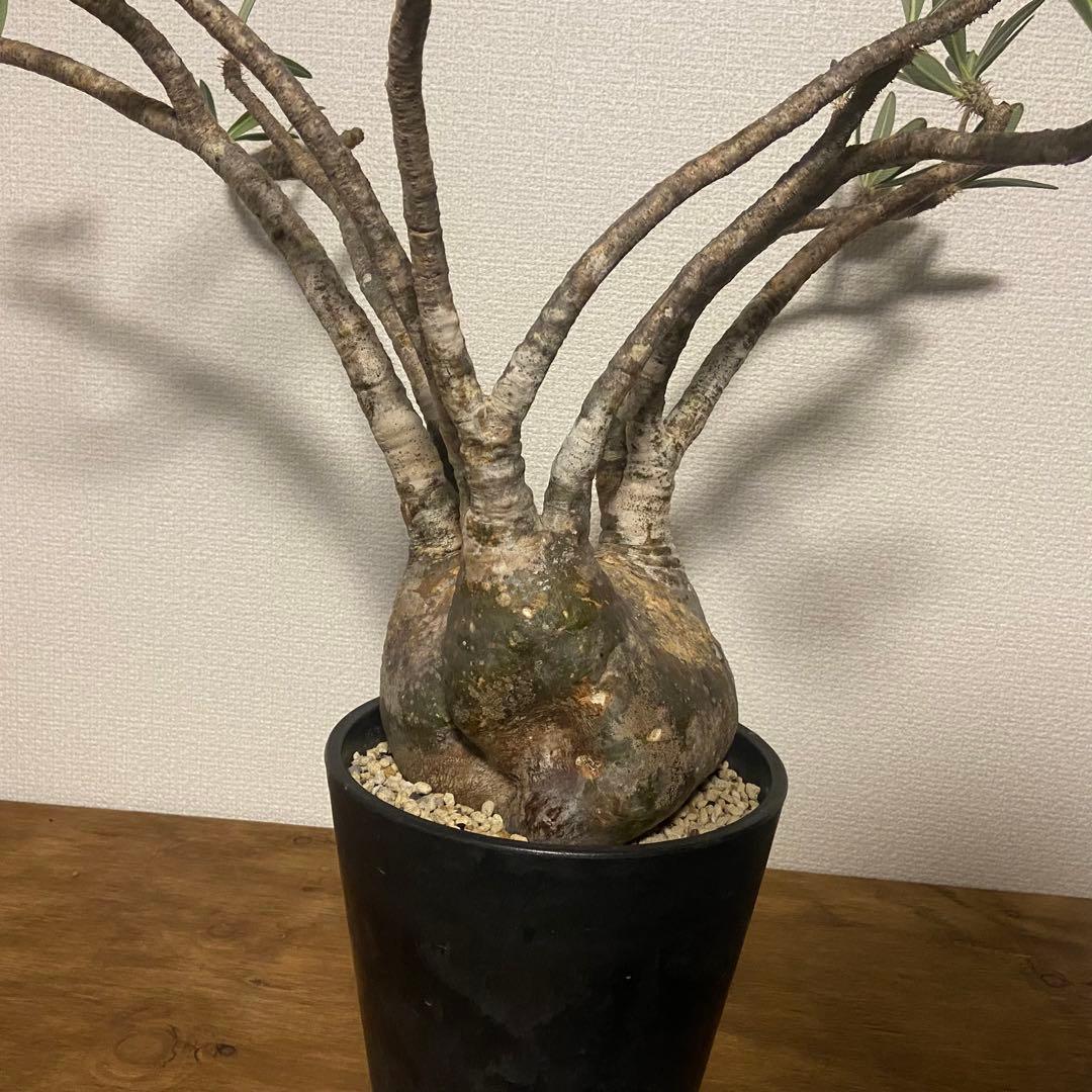 パキポディウム　グラキリス　現地球　発根済