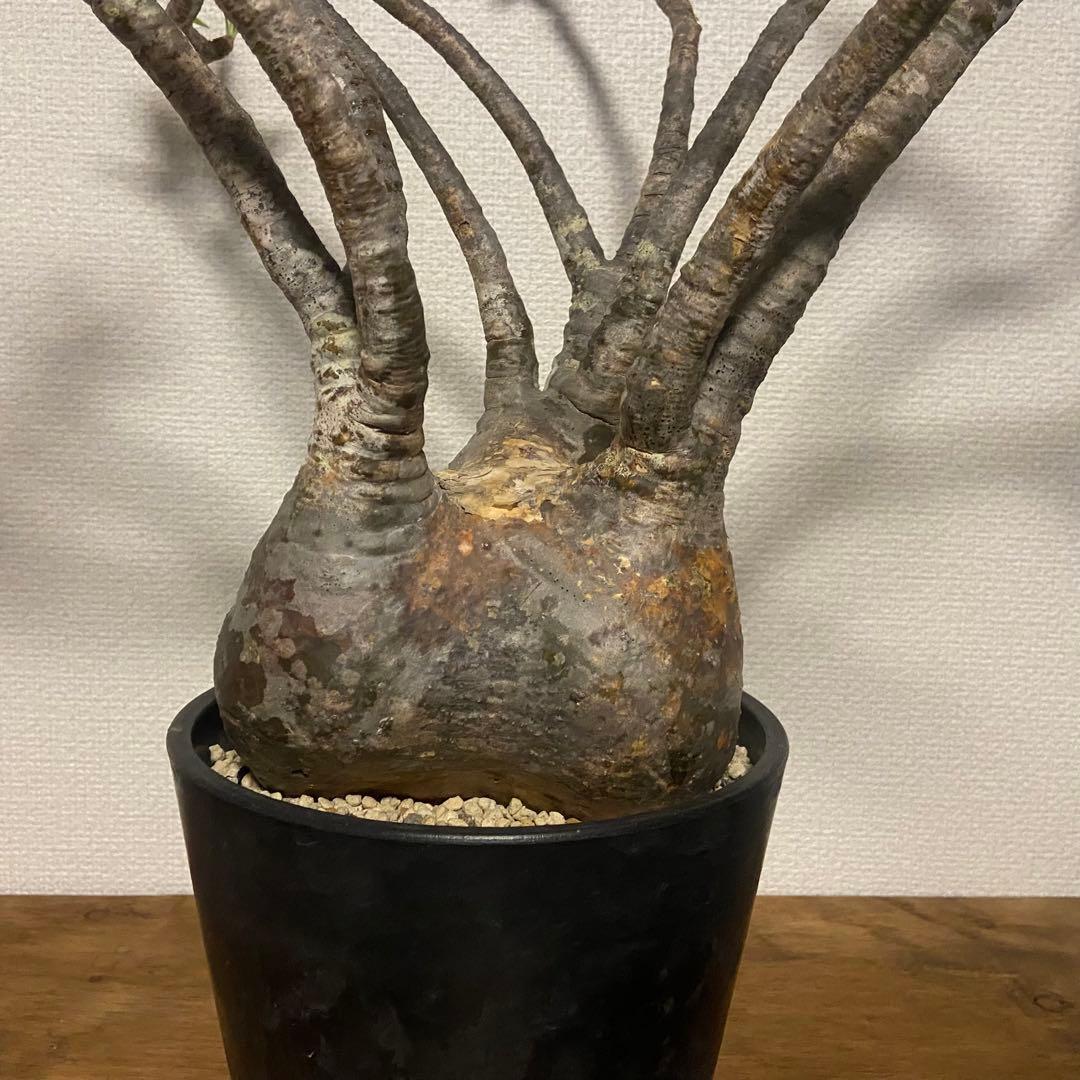 パキポディウム　グラキリス　現地球　発根済