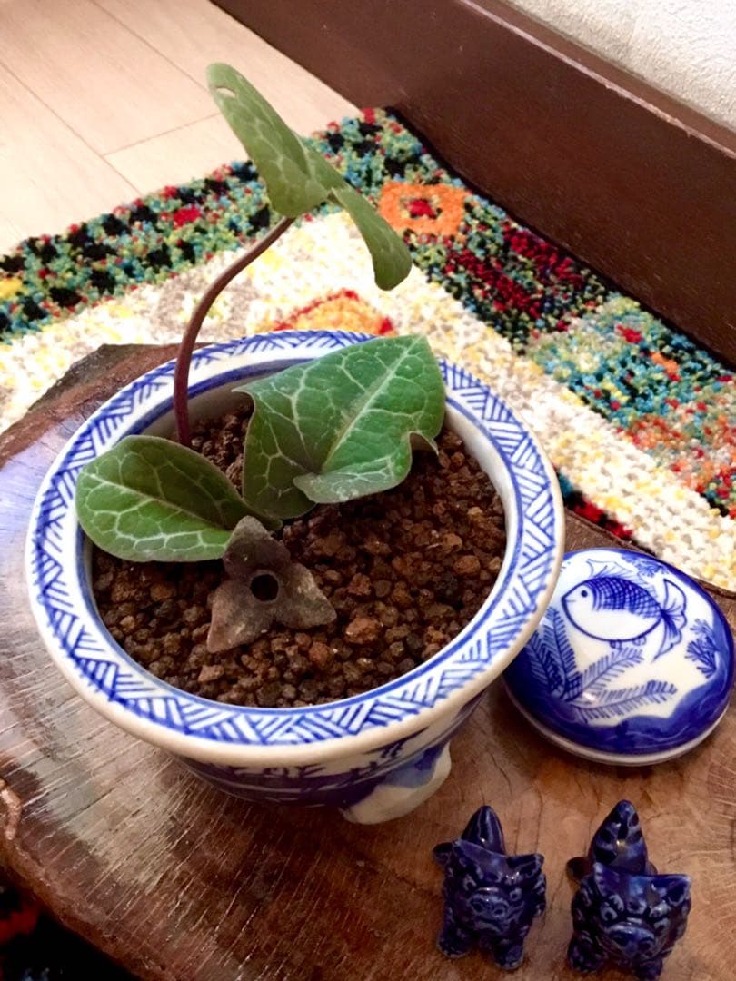 希少【亀甲斑入り/天然野生の寒葵＊カンアオイ】今春生まれたての若葉2枚＊お花あり