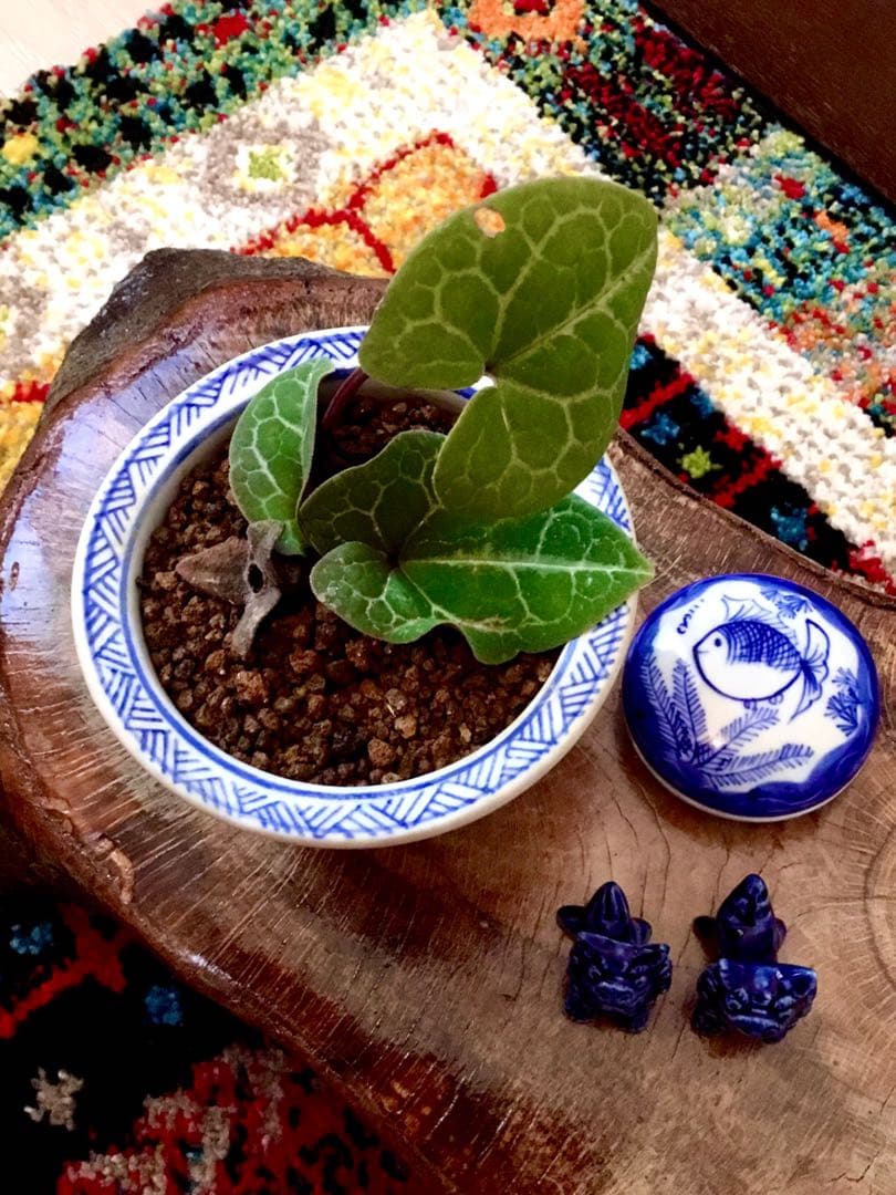 希少【亀甲斑入り/天然野生の寒葵＊カンアオイ】今春生まれたての若葉2枚＊お花あり