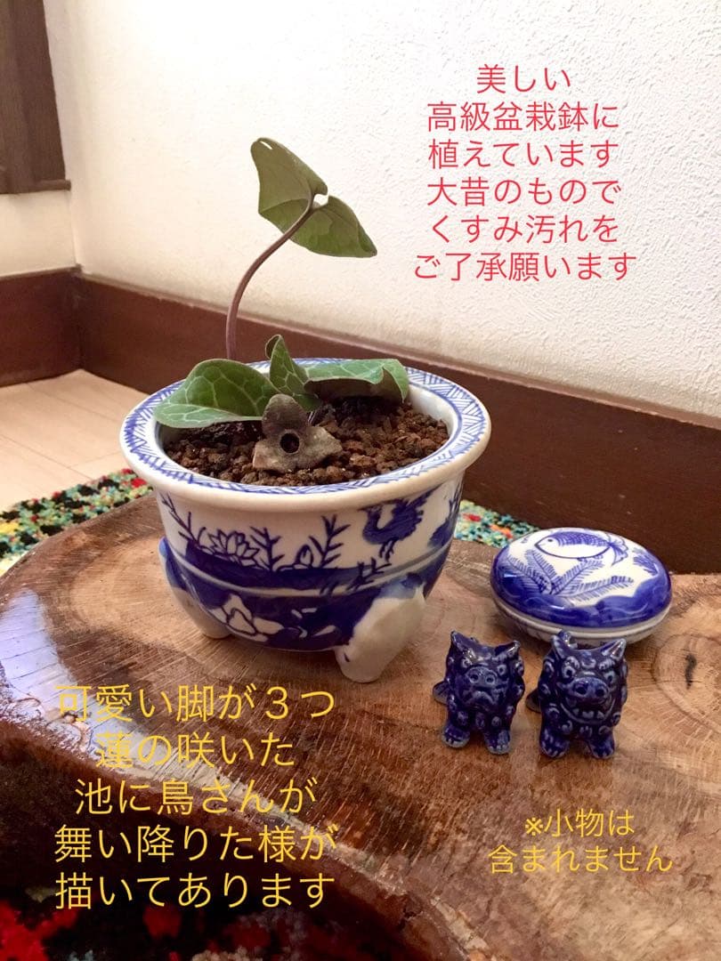 希少【亀甲斑入り/天然野生の寒葵＊カンアオイ】今春生まれたての若葉2枚＊お花あり