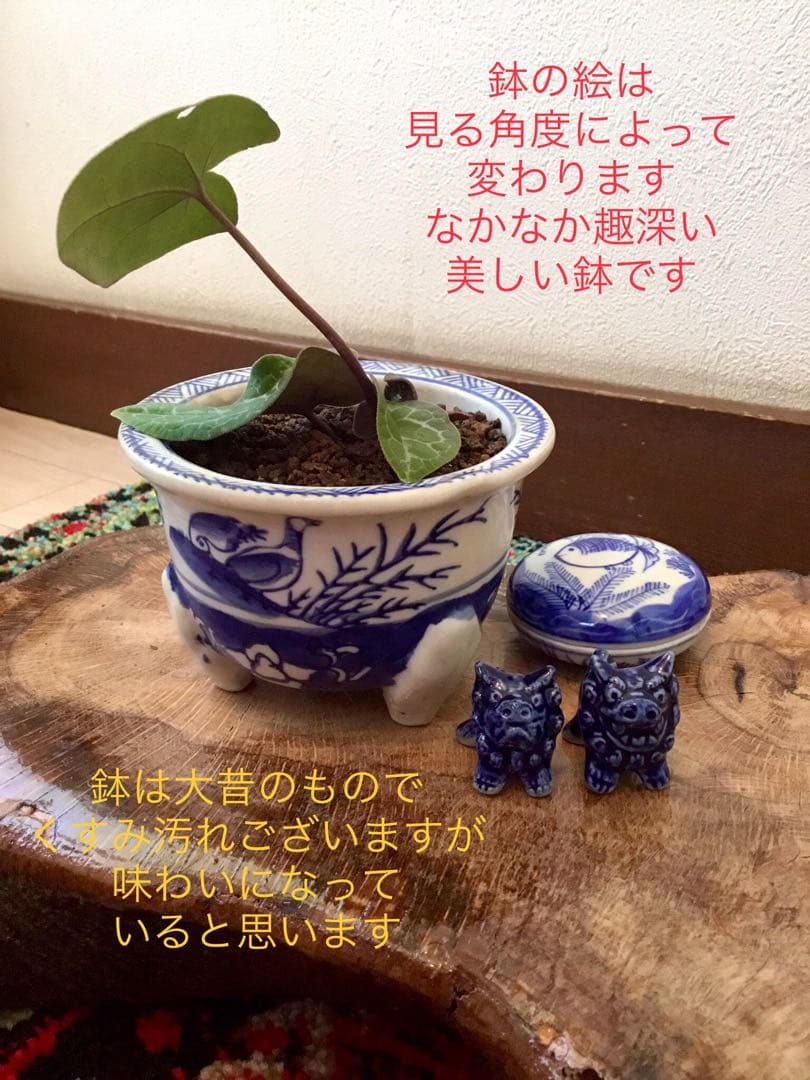 希少【亀甲斑入り/天然野生の寒葵＊カンアオイ】今春生まれたての若葉2枚＊お花あり