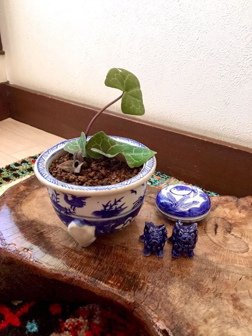 希少【亀甲斑入り/天然野生の寒葵＊カンアオイ】今春生まれたての若葉2枚＊お花あり