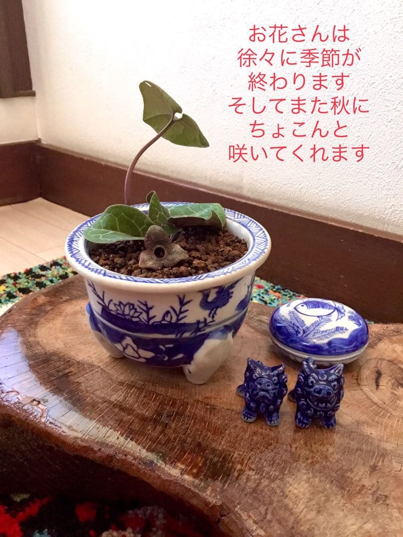 希少【亀甲斑入り/天然野生の寒葵＊カンアオイ】今春生まれたての若葉2枚＊お花あり