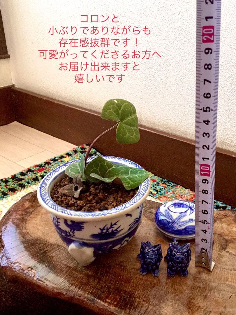 希少【亀甲斑入り/天然野生の寒葵＊カンアオイ】今春生まれたての若葉2枚＊お花あり