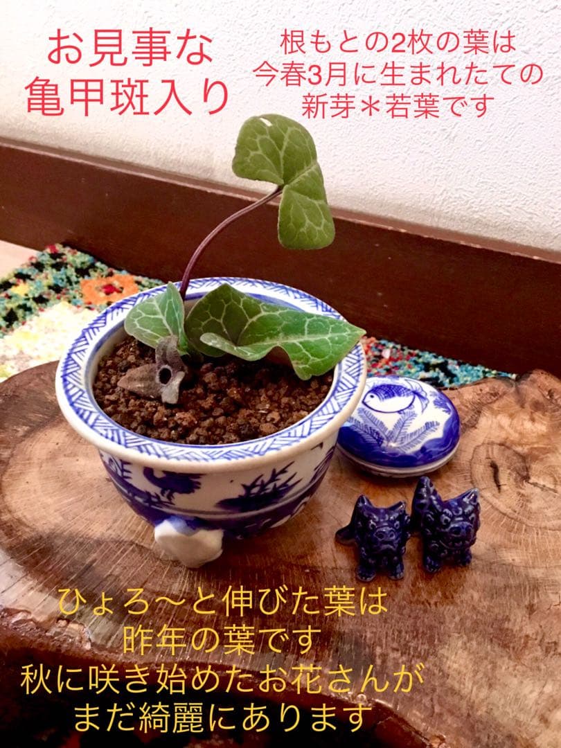 希少【亀甲斑入り/天然野生の寒葵＊カンアオイ】今春生まれたての若葉2枚＊お花あり