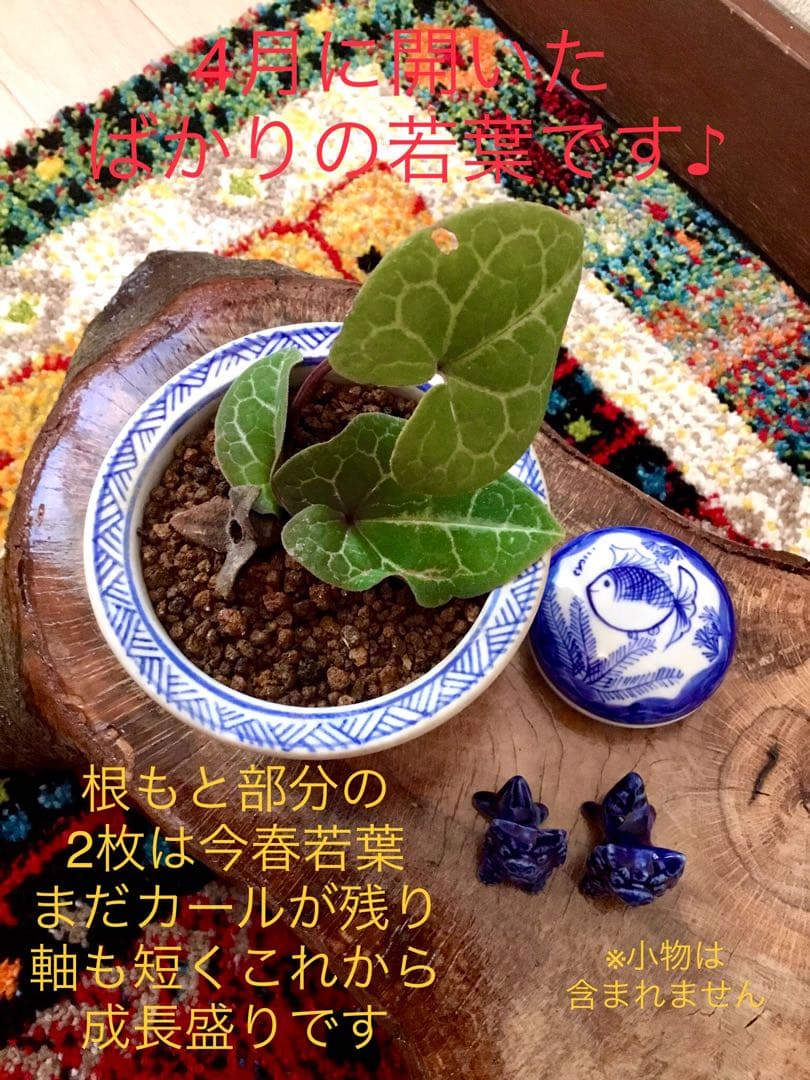 希少【亀甲斑入り/天然野生の寒葵＊カンアオイ】今春生まれたての若葉2枚＊お花あり