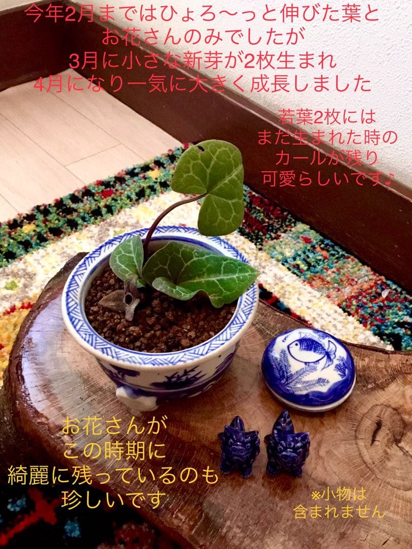 希少【亀甲斑入り/天然野生の寒葵＊カンアオイ】今春生まれたての若葉2枚＊お花あり