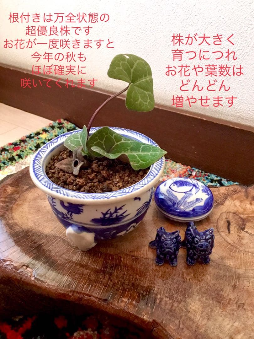 希少【亀甲斑入り/天然野生の寒葵＊カンアオイ】今春生まれたての若葉2枚＊お花あり