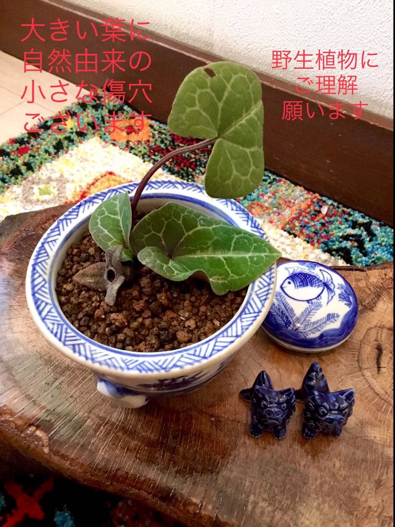 希少【亀甲斑入り/天然野生の寒葵＊カンアオイ】今春生まれたての若葉2枚＊お花あり