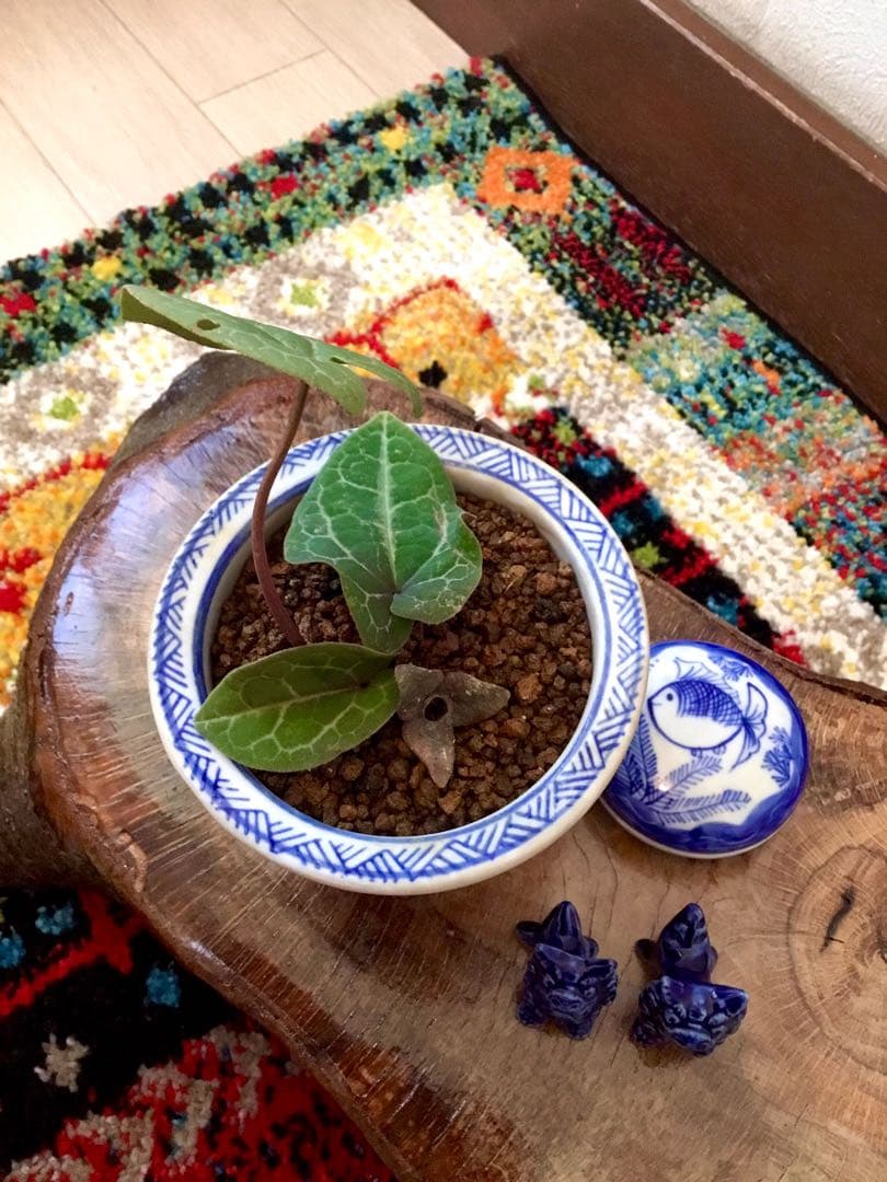 希少【亀甲斑入り/天然野生の寒葵＊カンアオイ】今春生まれたての若葉2枚＊お花あり