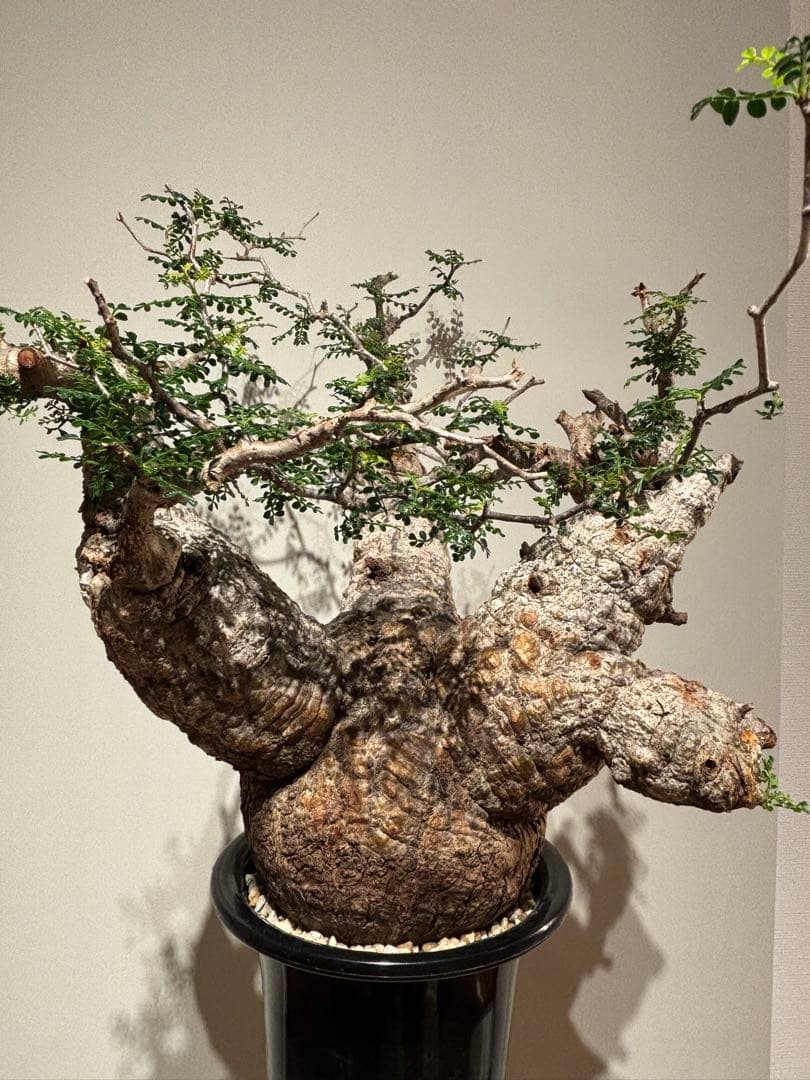 大株　スペシャル株　オペルクリカリア　パキプス