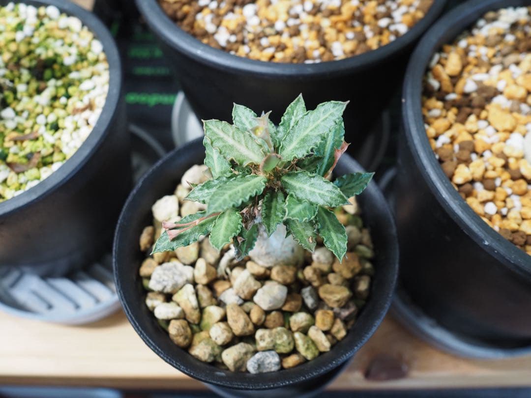 【アクセラシルバー】ユーフォルビアトゥレアレンシス サボテン 多肉植物