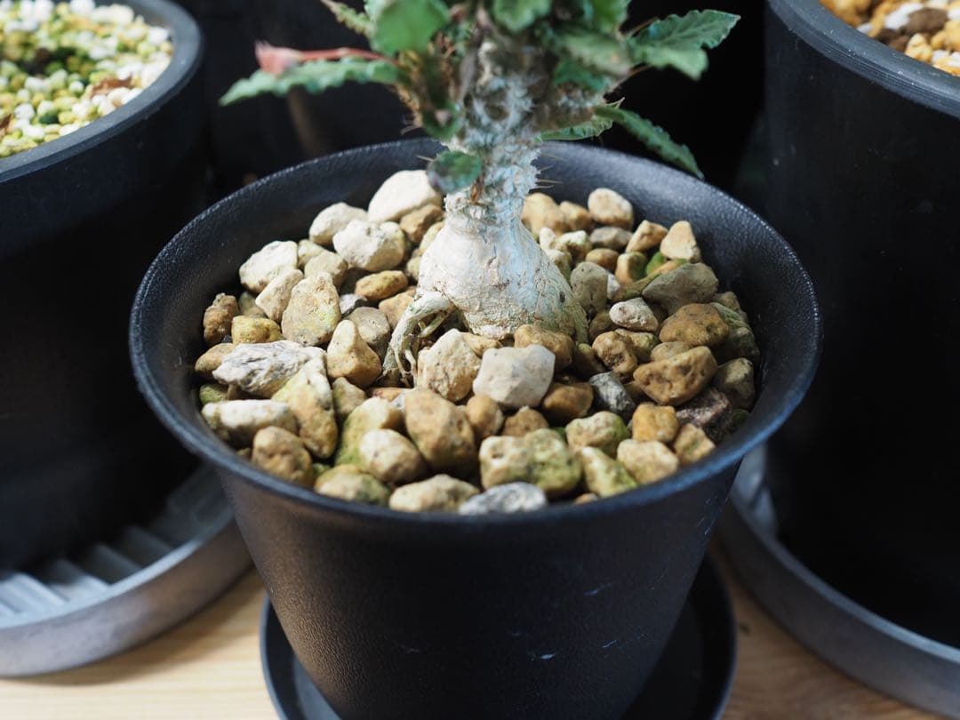 【アクセラシルバー】ユーフォルビアトゥレアレンシス サボテン 多肉植物