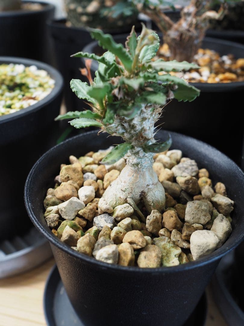 【アクセラシルバー】ユーフォルビアトゥレアレンシス サボテン 多肉植物