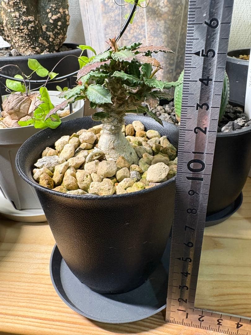 【アクセラシルバー】ユーフォルビアトゥレアレンシス サボテン 多肉植物