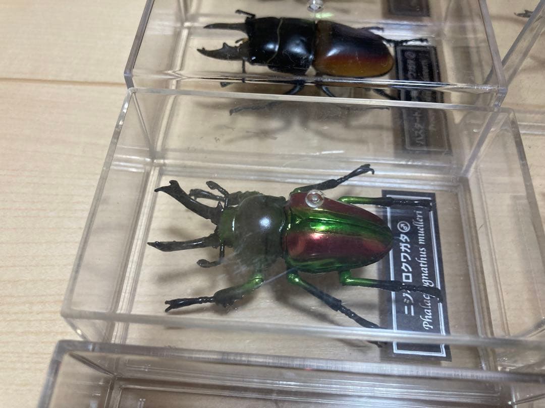 ディアゴスティーニ世界の昆虫全64種コンプリート　クワガタカブトムシ　フィギュア