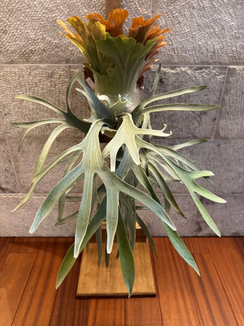 P.Neguse ネグセ 子株 ビカクシダ GS-w コウモリラン