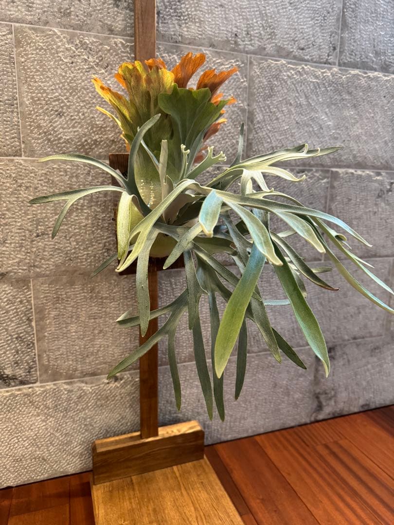 P.Neguse ネグセ 子株 ビカクシダ GS-w コウモリラン