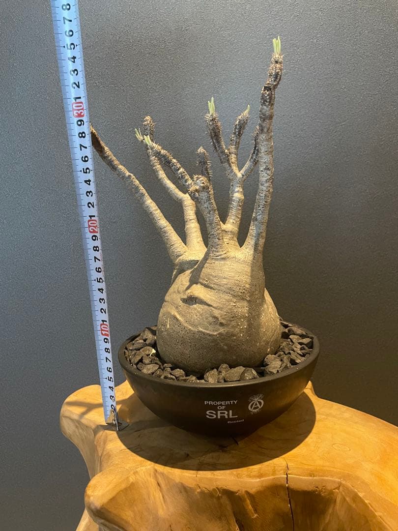 パキポディウム グラキリス 現地球 srl 鉢付き