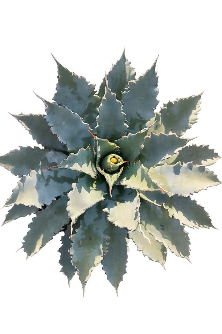 アガベ 青緑色 剣状葉