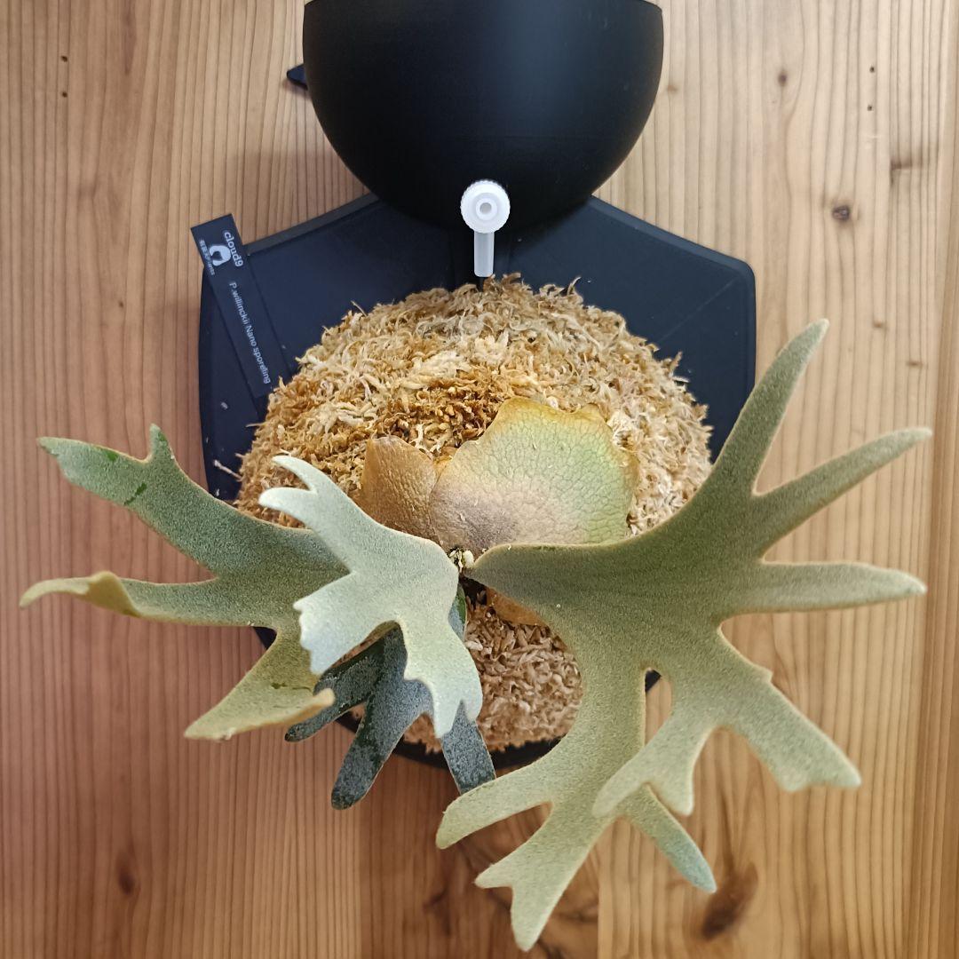 ビカクシダ P.willinckii 'Nano' dwarf spore