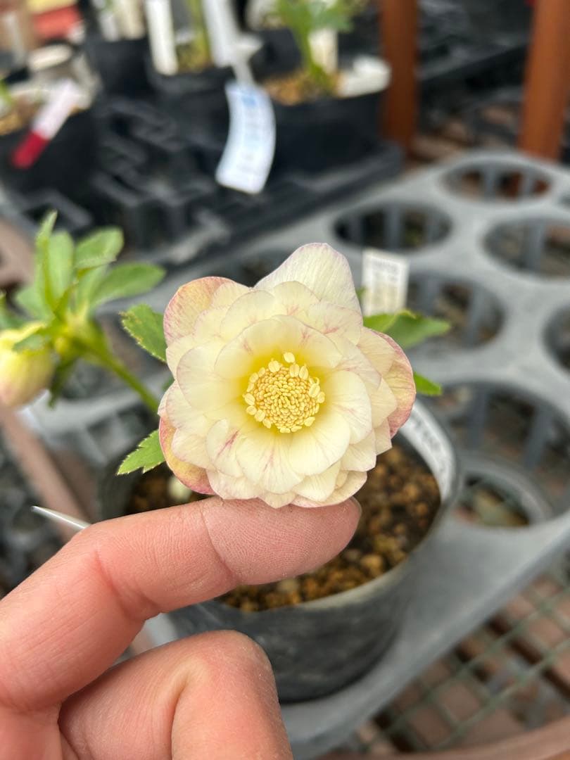 加藤農園 プリマベーラゴールド クリスマスローズ同梱可能