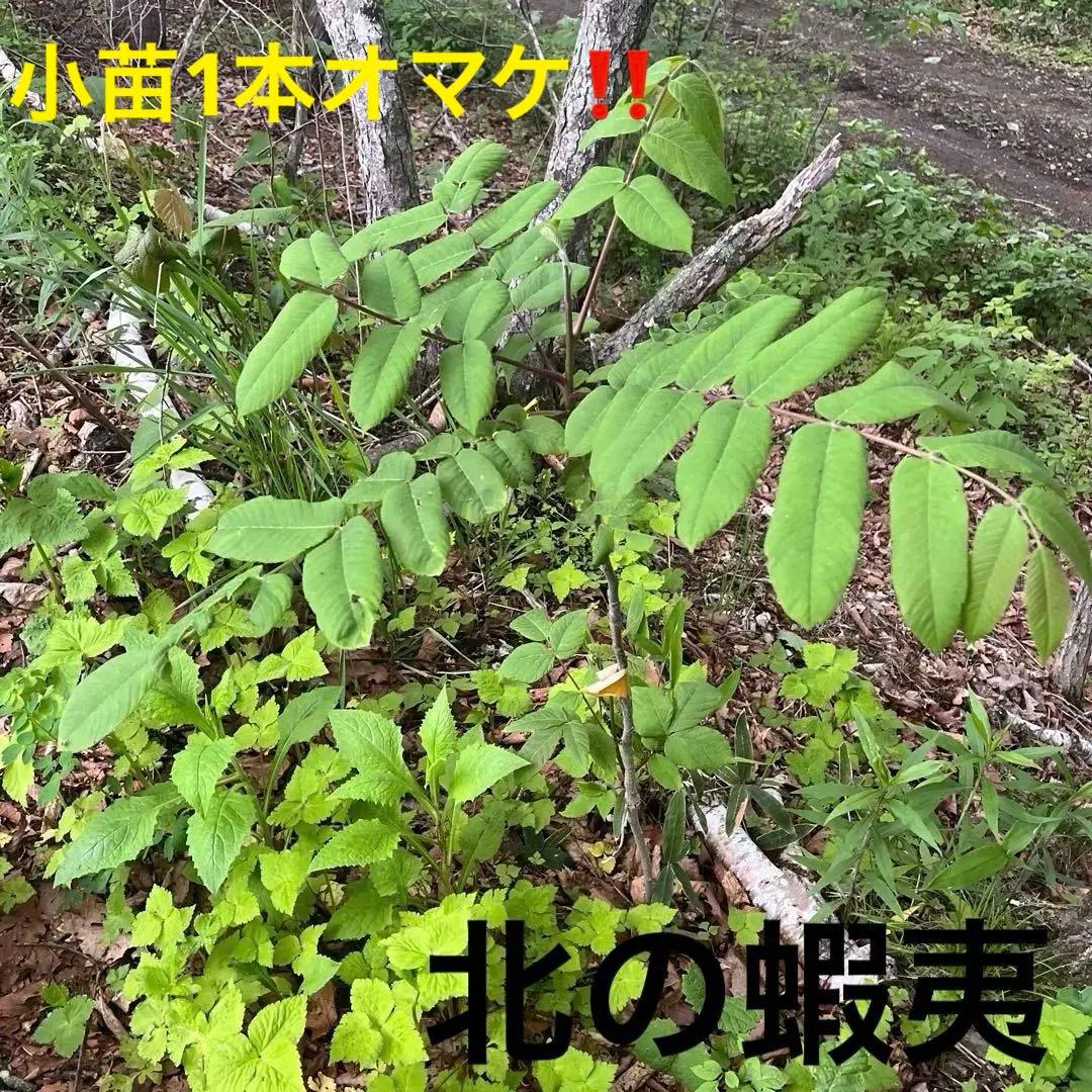 北の蝦夷　鬼胡桃の大苗　1メートル50センチ　大小セット