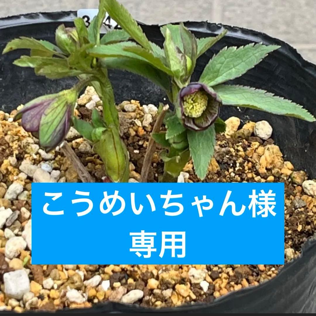 こうめいちゃん 3142【原生地採取H.multifidusMM09004