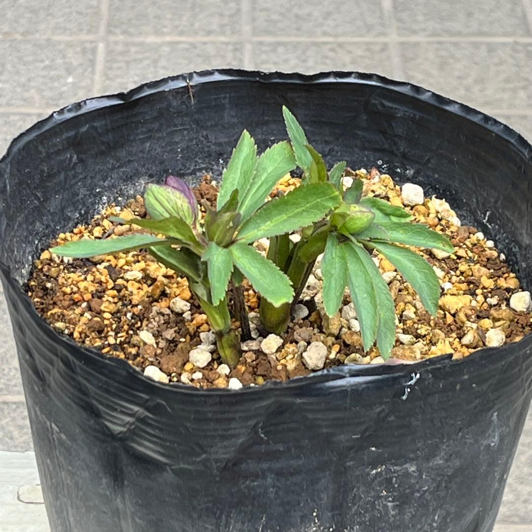 こうめいちゃん 3142【原生地採取H.multifidusMM09004