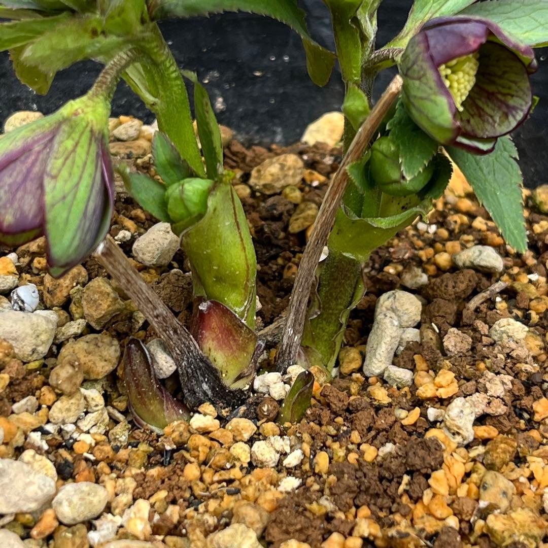 こうめいちゃん 3142【原生地採取H.multifidusMM09004