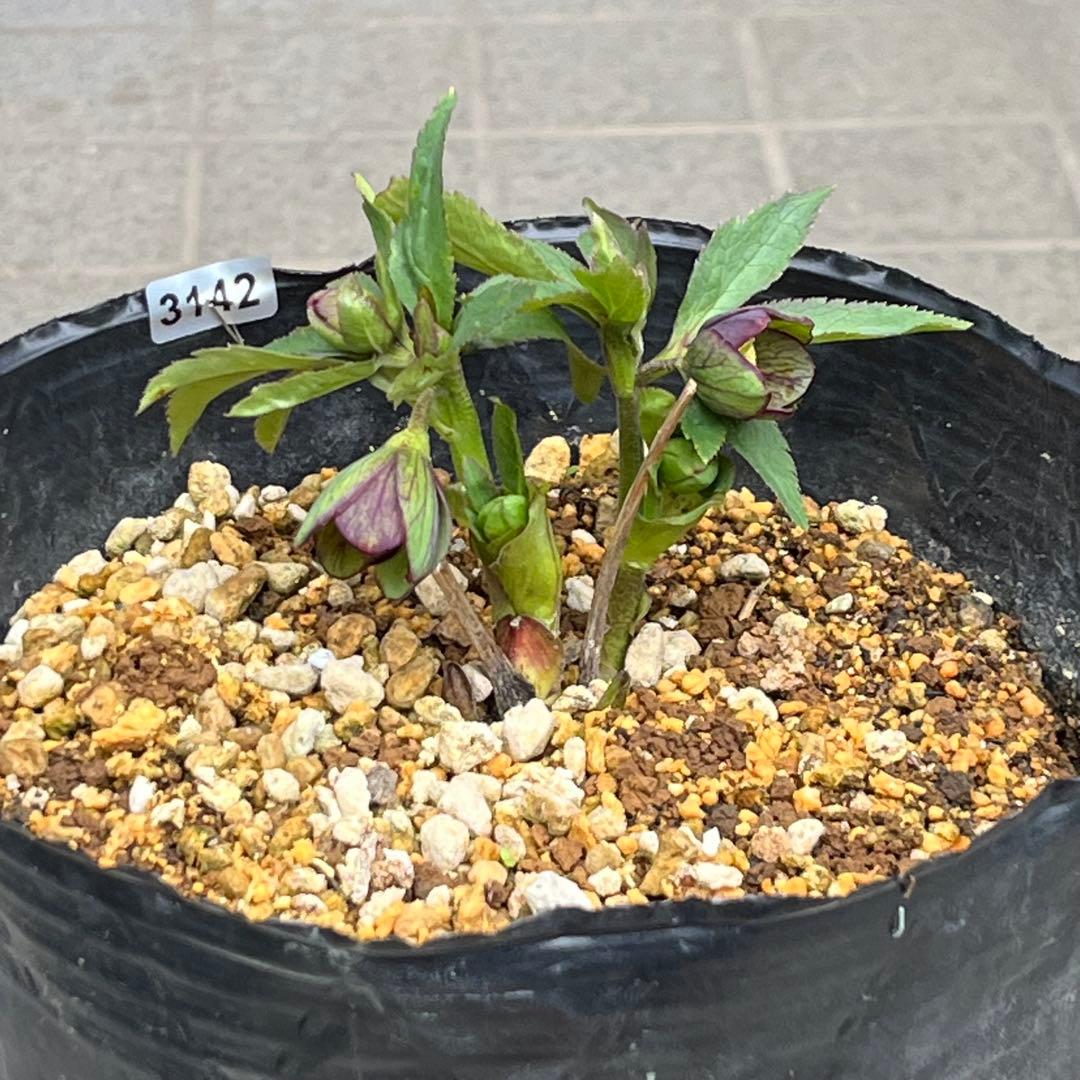 こうめいちゃん 3142【原生地採取H.multifidusMM09004