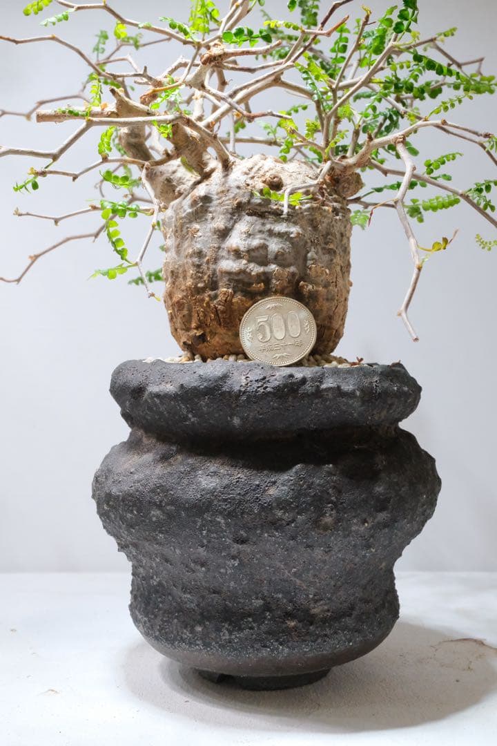 【激激激レア！】ミニオペルクリカリアパキプス最高峰！花も咲きます！#ミニパキプス