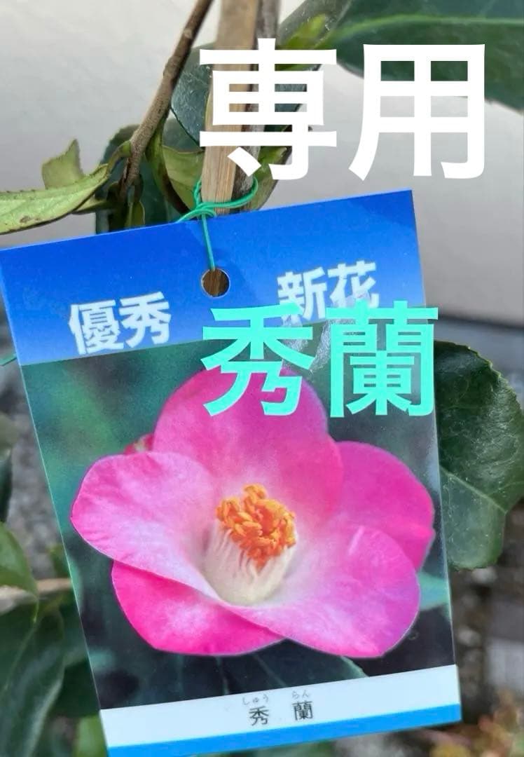 つばき 秀蘭(しゅうらん）一重咲き　つぼみ付き 遅咲き　最小白花とセット　宅急便