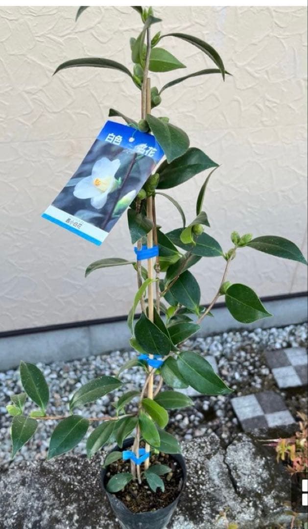 つばき 秀蘭(しゅうらん）一重咲き　つぼみ付き 遅咲き　最小白花とセット　宅急便