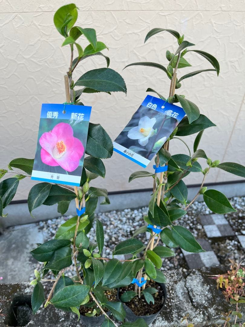 つばき 秀蘭(しゅうらん）一重咲き　つぼみ付き 遅咲き　最小白花とセット　宅急便