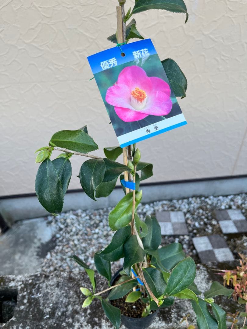 つばき 秀蘭(しゅうらん）一重咲き　つぼみ付き 遅咲き　最小白花とセット　宅急便